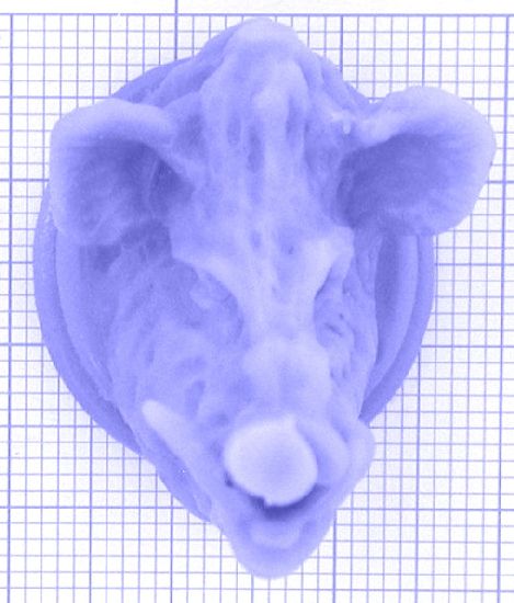 tao28_3-1g Anhänger Wildschwein Trophäe - Foto Gussmodell in Wachs in den angegebenen Materialien erhältlich