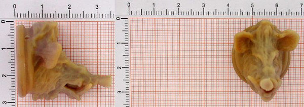 tao28_3-1g Anhänger Wildschwein Trophäe - Foto Grösse auf Millimeterpapier