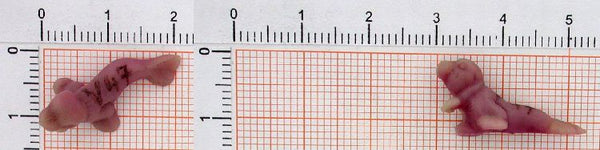 Anhänger Seehund Heuler